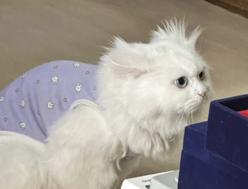 17129845479059.png